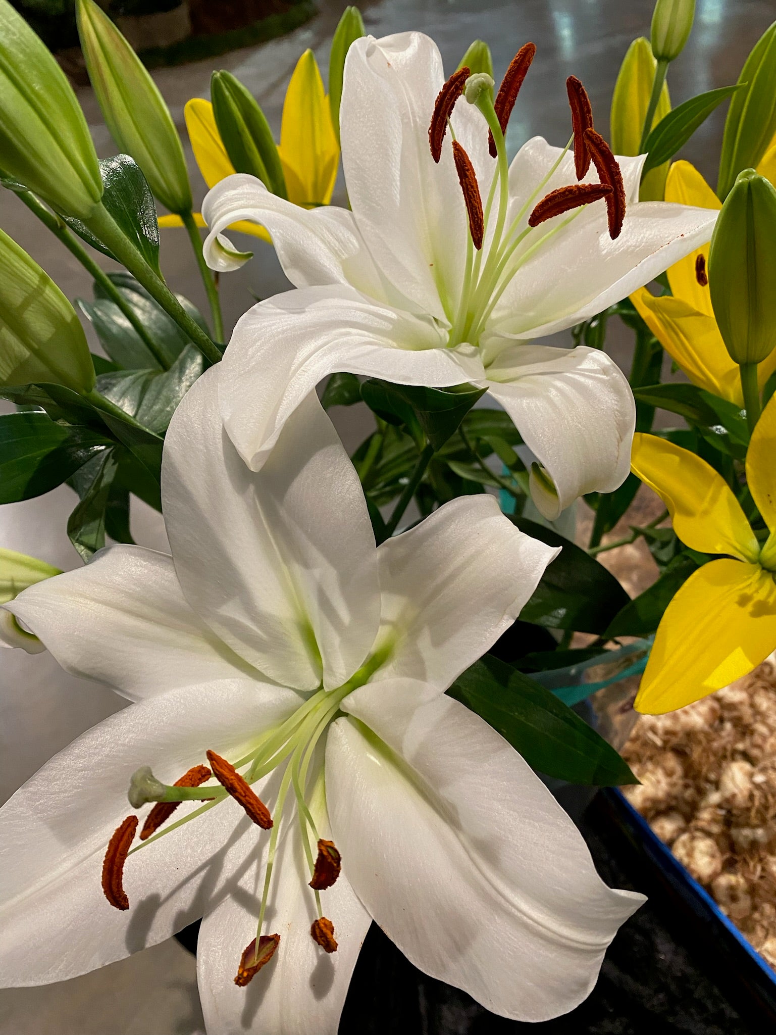 blanca lily flower Casablanca Lily – www.yourgardenspecialist.com