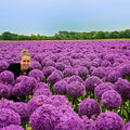 Your Garden Specialist Allium Globemaster