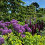 Purple Allium Globemaster flowers with dark red lupines in a lush summer border