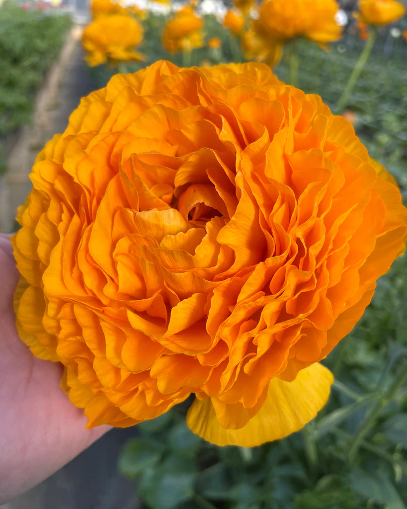 Italian Ranunculus Clementine