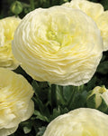 Italian Ranunculus Crema