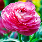 Pink Italian ranunculus flower in close-up in a colorful garden