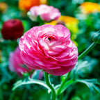 Italian Ranunculus Rosa