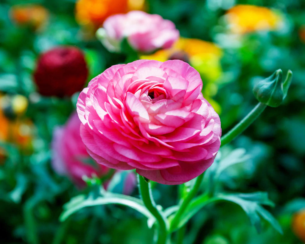 Italian Ranunculus Rosa