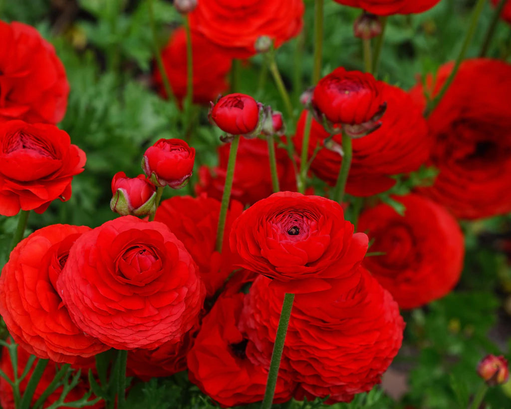 Italian Ranunculus Rosso