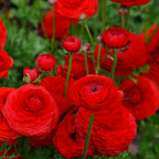 Italian Ranunculus Rosso