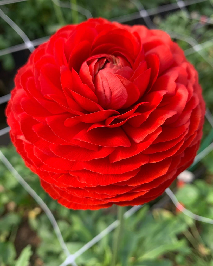 Italian Ranunculus Rosso