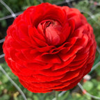 Vivid red Italian ranunculus flower in full bloom