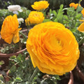 Italian Ranunculus Sunny Yellow