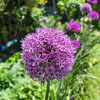 Rose-purple Allium Gladiator globes on tall stems in a Dutch flower field