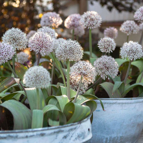 white tree lily bulbs Tree Lily White – www.yourgardenspecialist.com