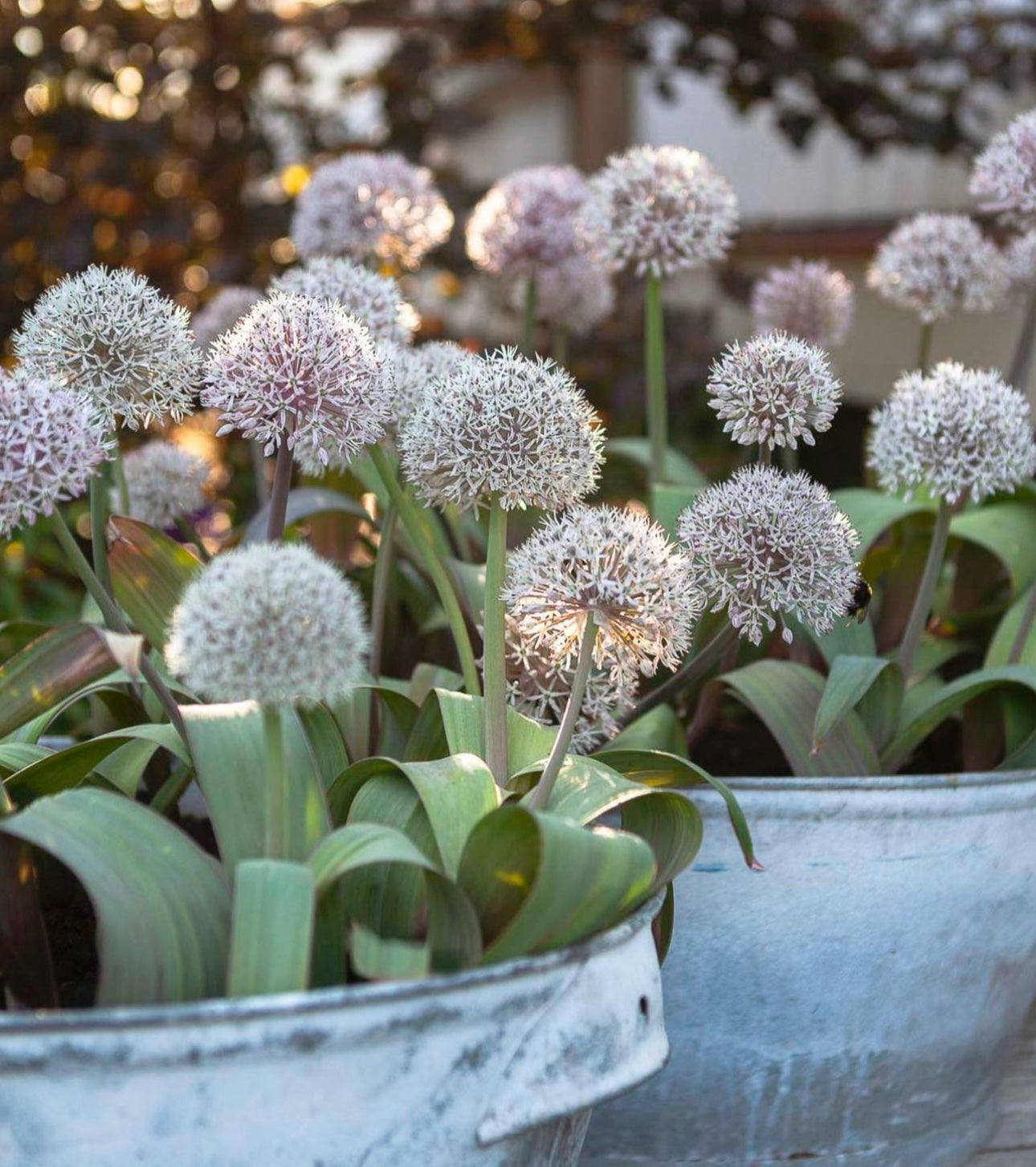 Allium Karataviense