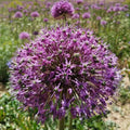Allium Stipitatum