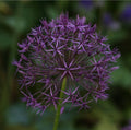 Allium Christophii
